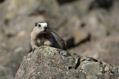 Hoary Marmot, The Whistle Pig