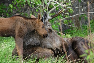 Moose Cow And Calf