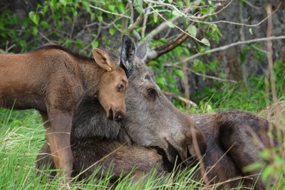 Moose Cow And Calf