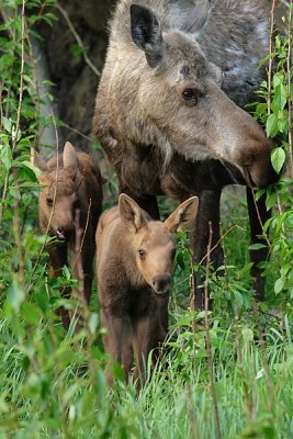 Moose Cow And Calves