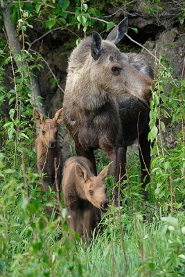 Moose Cow And Calves