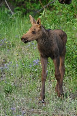 Moose Calf