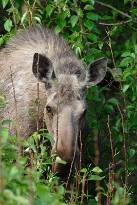 Cow Moose