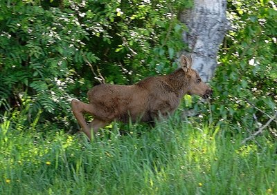 Moose Calf On The Move