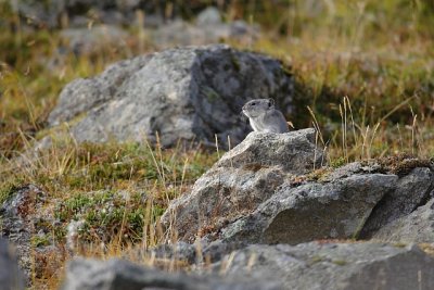 Pika