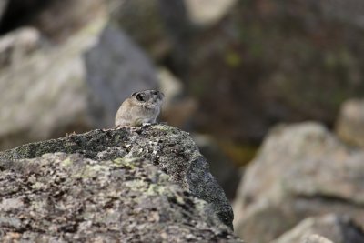 Pika