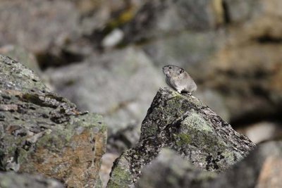 Pika