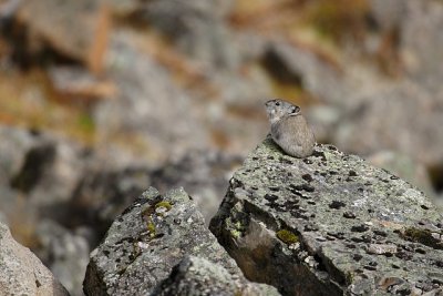 Pika