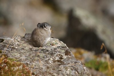 Pika