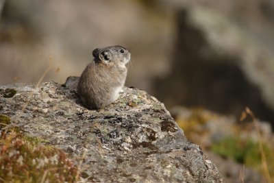 Pika
