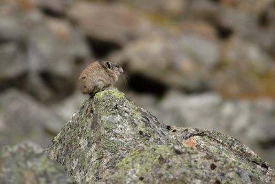 Pika