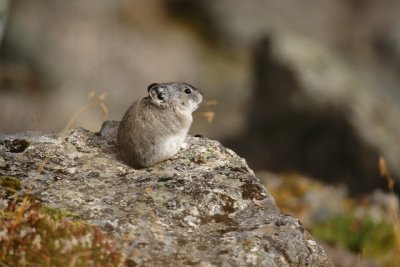Pika