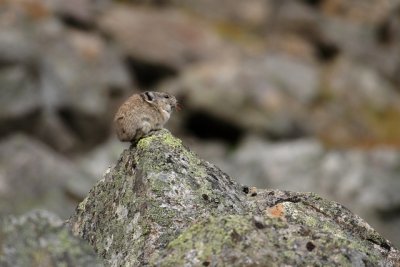 Pika Snacking On Tundra