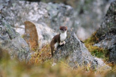 Weasel, Hunting For Pika