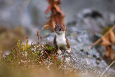Weasel, Hunting For Me!