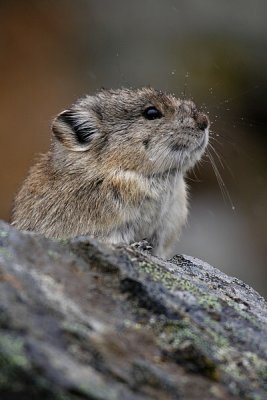 Pika