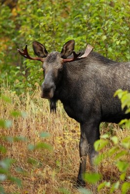 Bull Moose