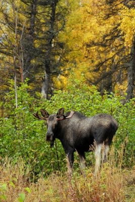 Bull Moose