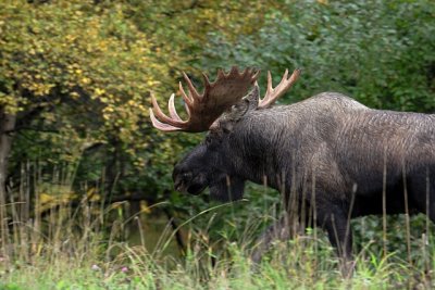 Bull Moose