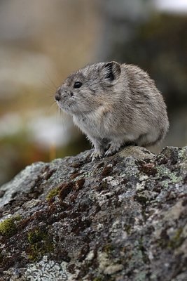 Pika