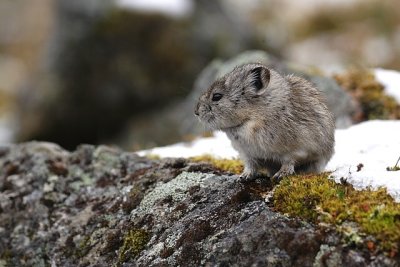 Pika