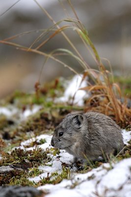 Pika