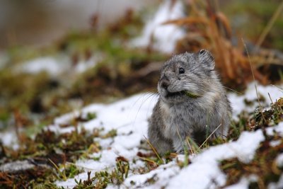 Pika