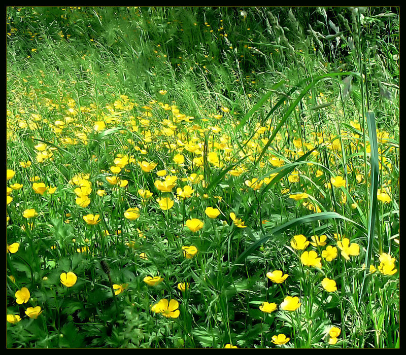 Field of yellow flowers