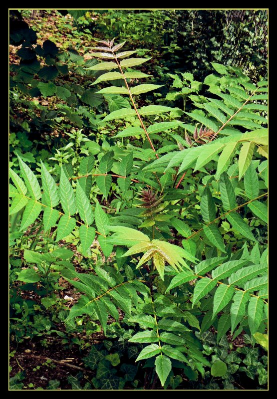Young tree
