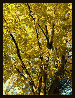 Golden leaves 2
