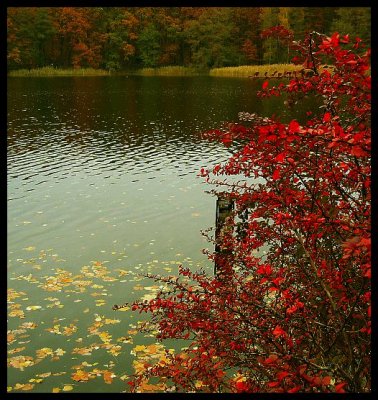 Autumn on the water