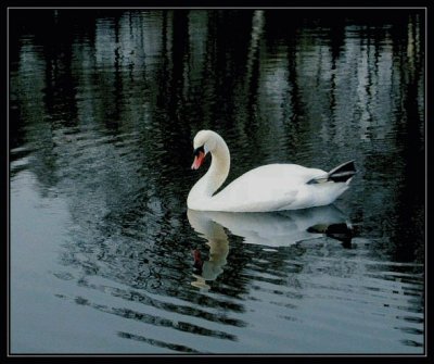 Swan at the evening