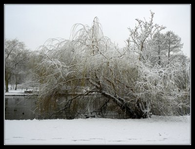 Leaning tree