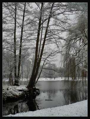 Winter trees