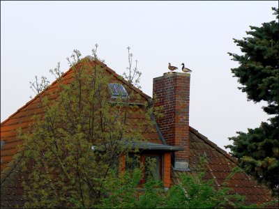 Two on the chimney