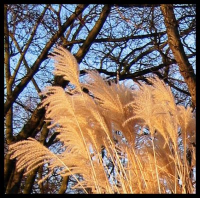 Dry grass