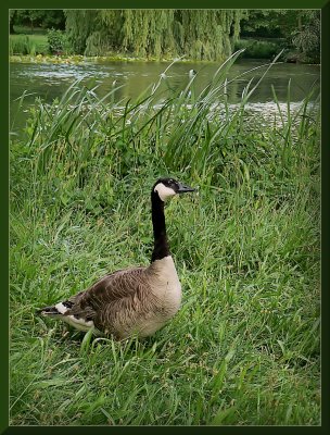 Beautiful canadian goose in the green