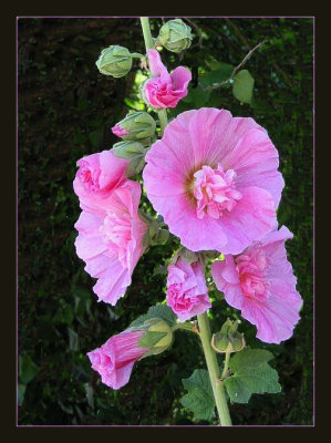 Hollyhock 