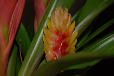 Bromeliad-1.jpg
