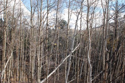 Late-Autumn-Chama-NM.jpg