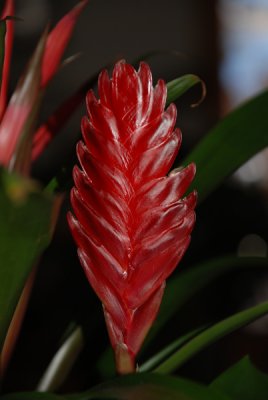 Bromeliad once again.jpg