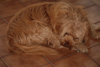 Gracie What is dog What is floor.jpg