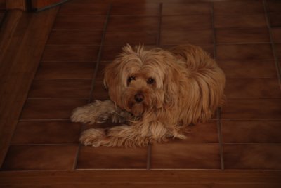 Gracie again.jpg