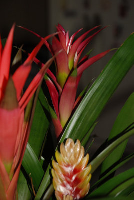 bromeliad.jpg