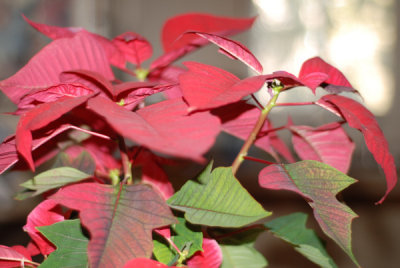 poinsetta.jpg