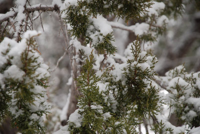 snowy morning 2.jpg