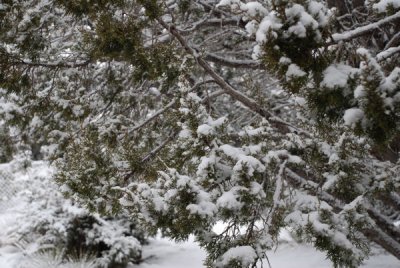 snowy morning 3.jpg