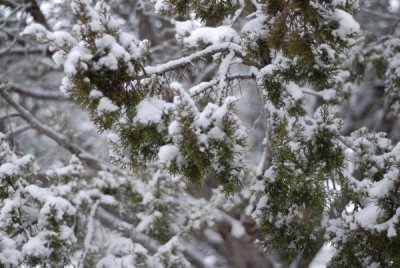 snowy morning 4.jpg