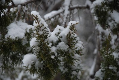snowy morning 5.jpg