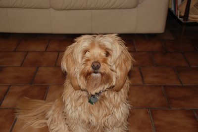 Gracie-Built-in Flash.jpg